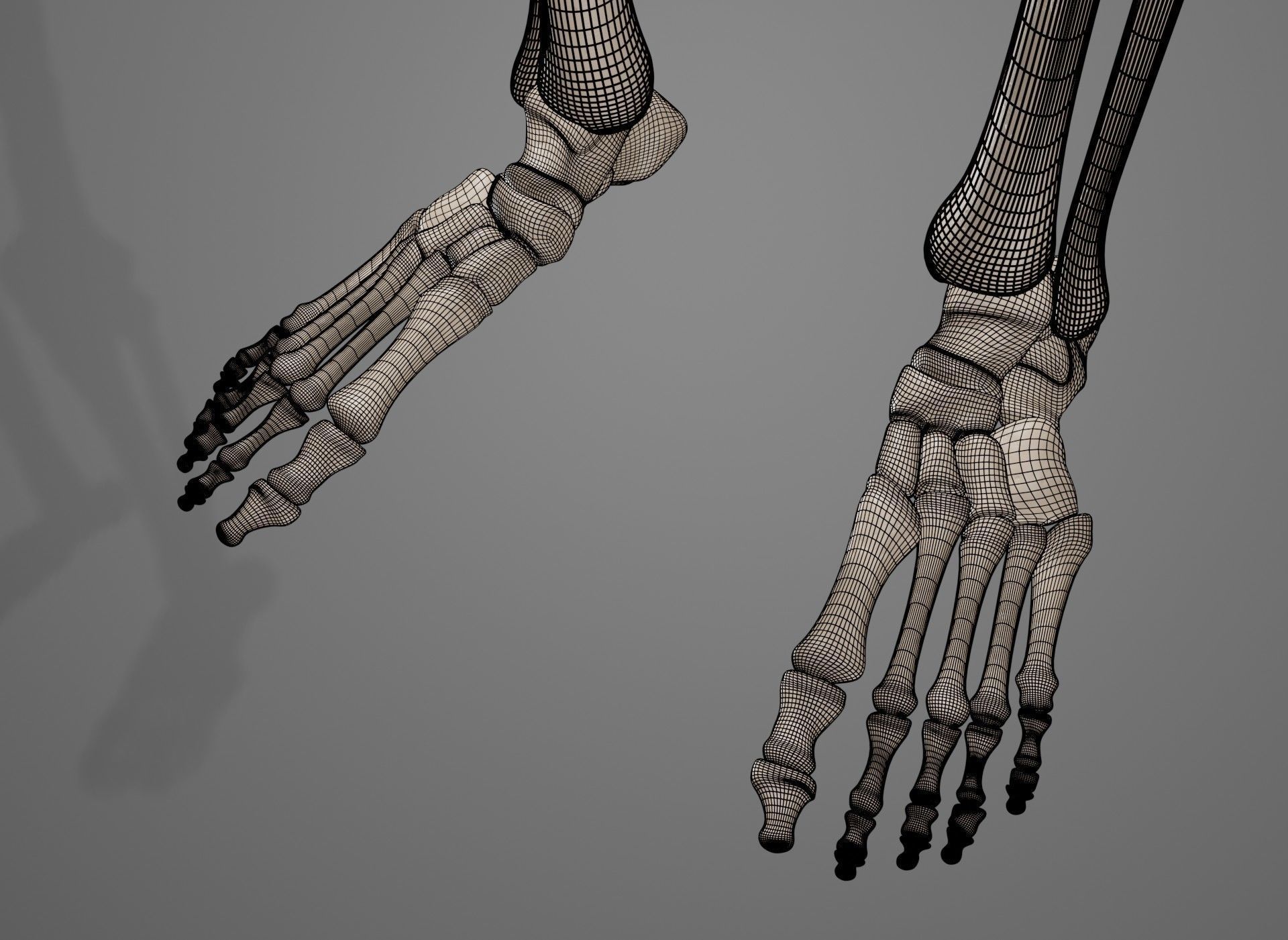 Human Leg Bones 3D model_46