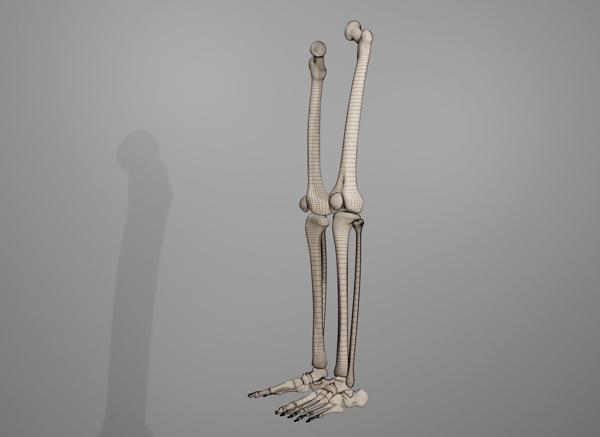 Human Leg Bones 3D model_5