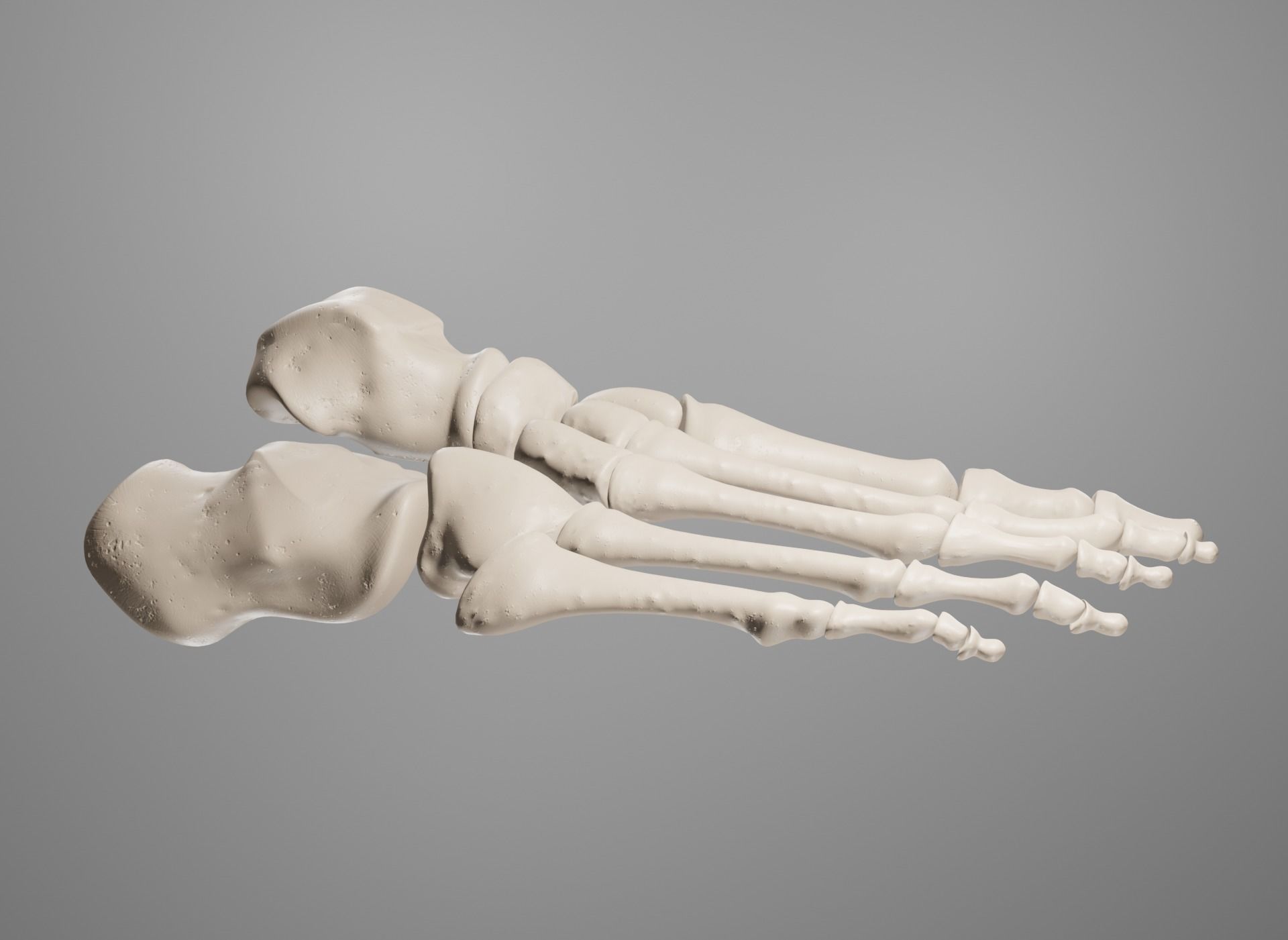 Human Leg Bones 3D model_28