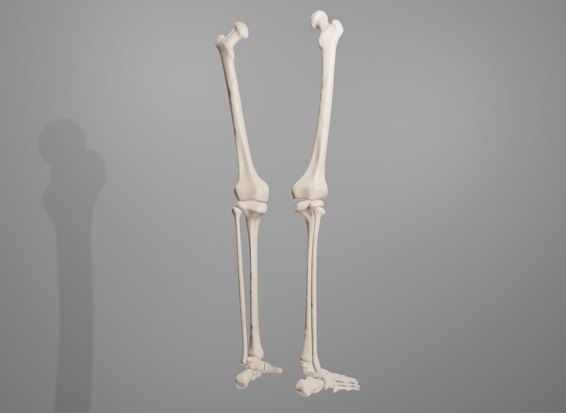 Human Leg Bones 3D model_6
