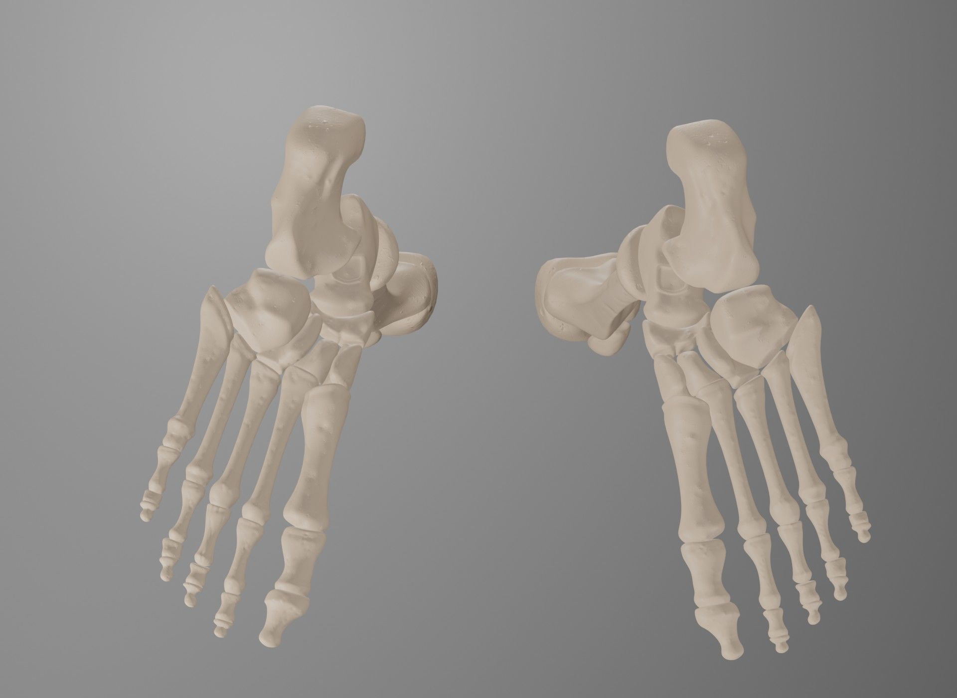 Human Leg Bones 3D model_44