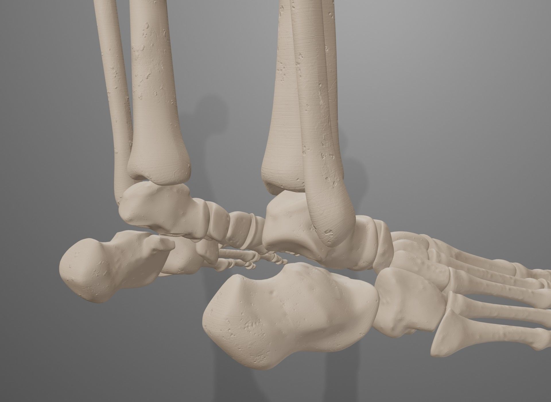 Human Leg Bones 3D model_43