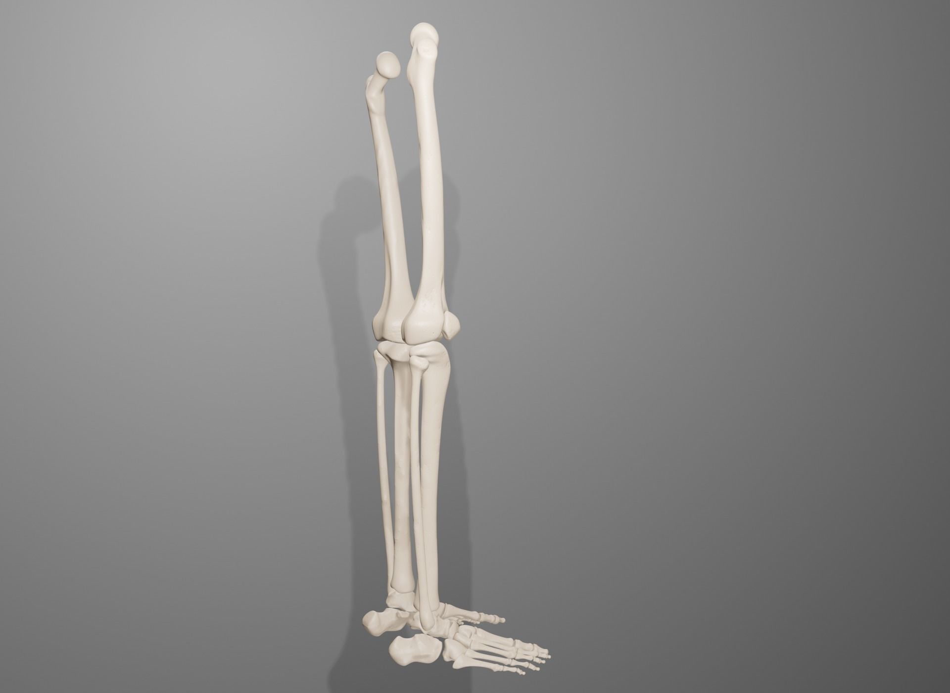 Human Leg Bones 3D model_13