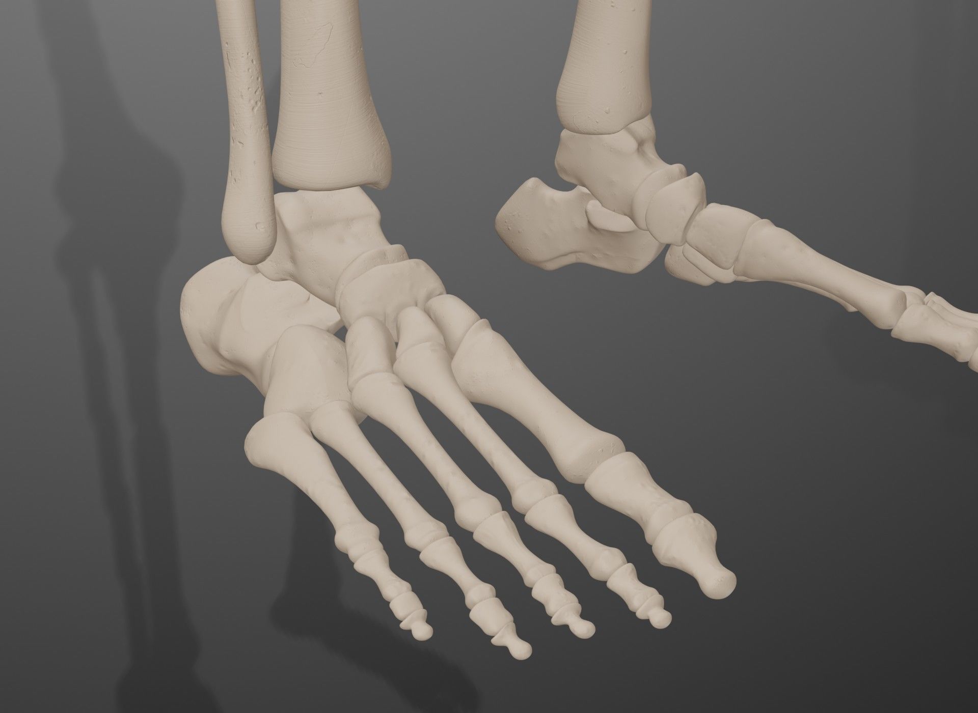 Human Leg Bones 3D model_48