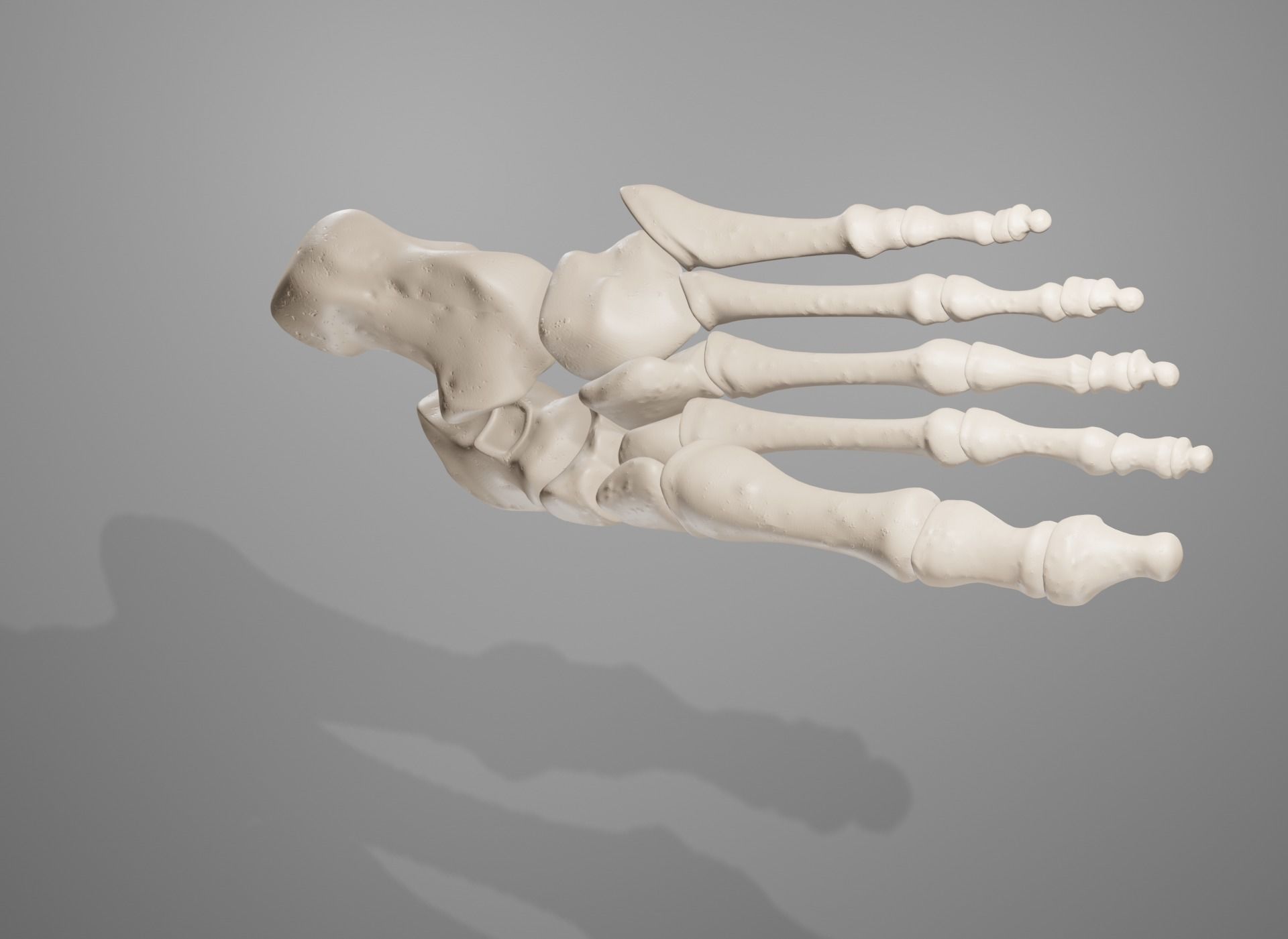 Human Leg Bones 3D model_36