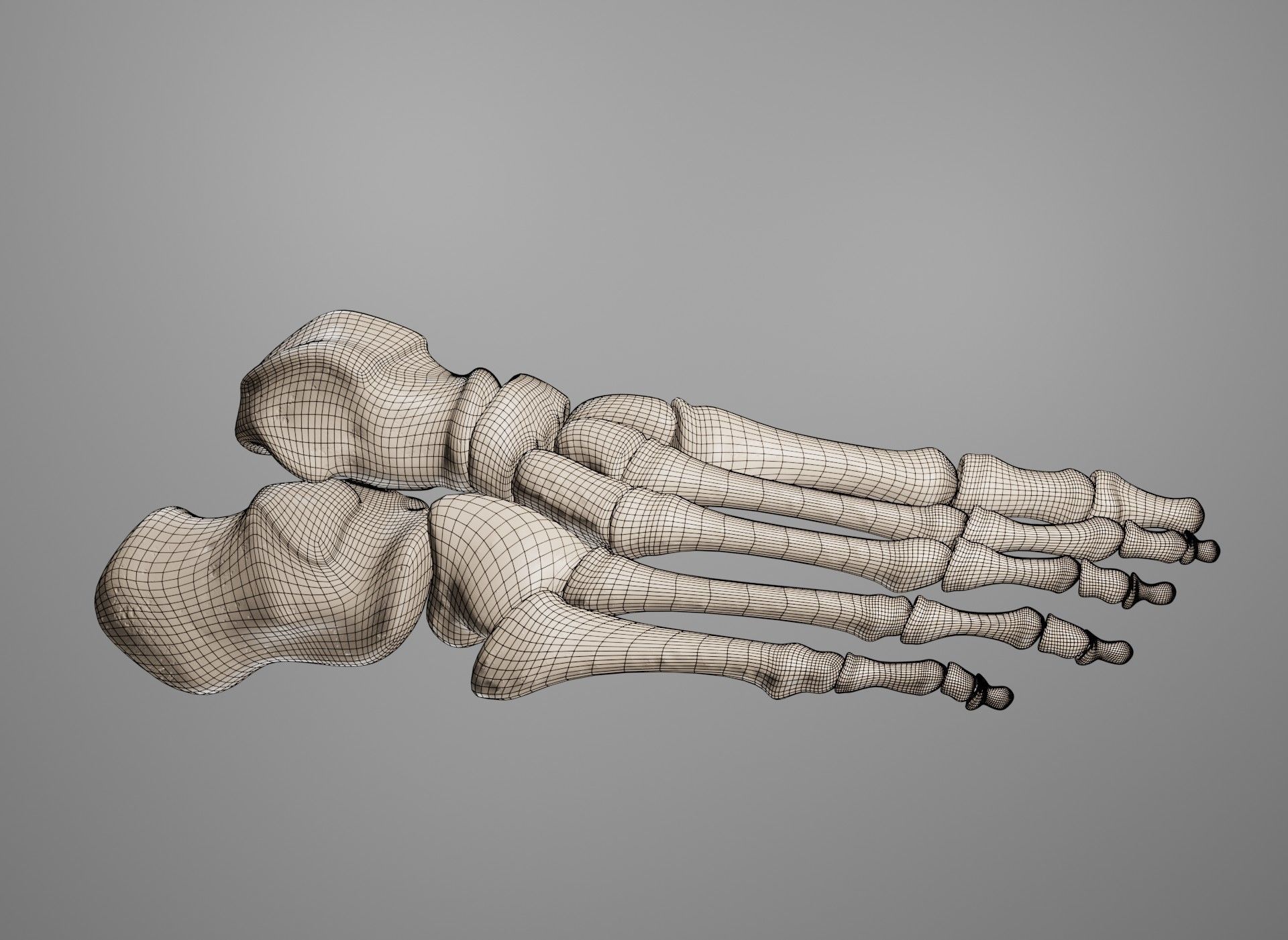 Human Leg Bones 3D model_41