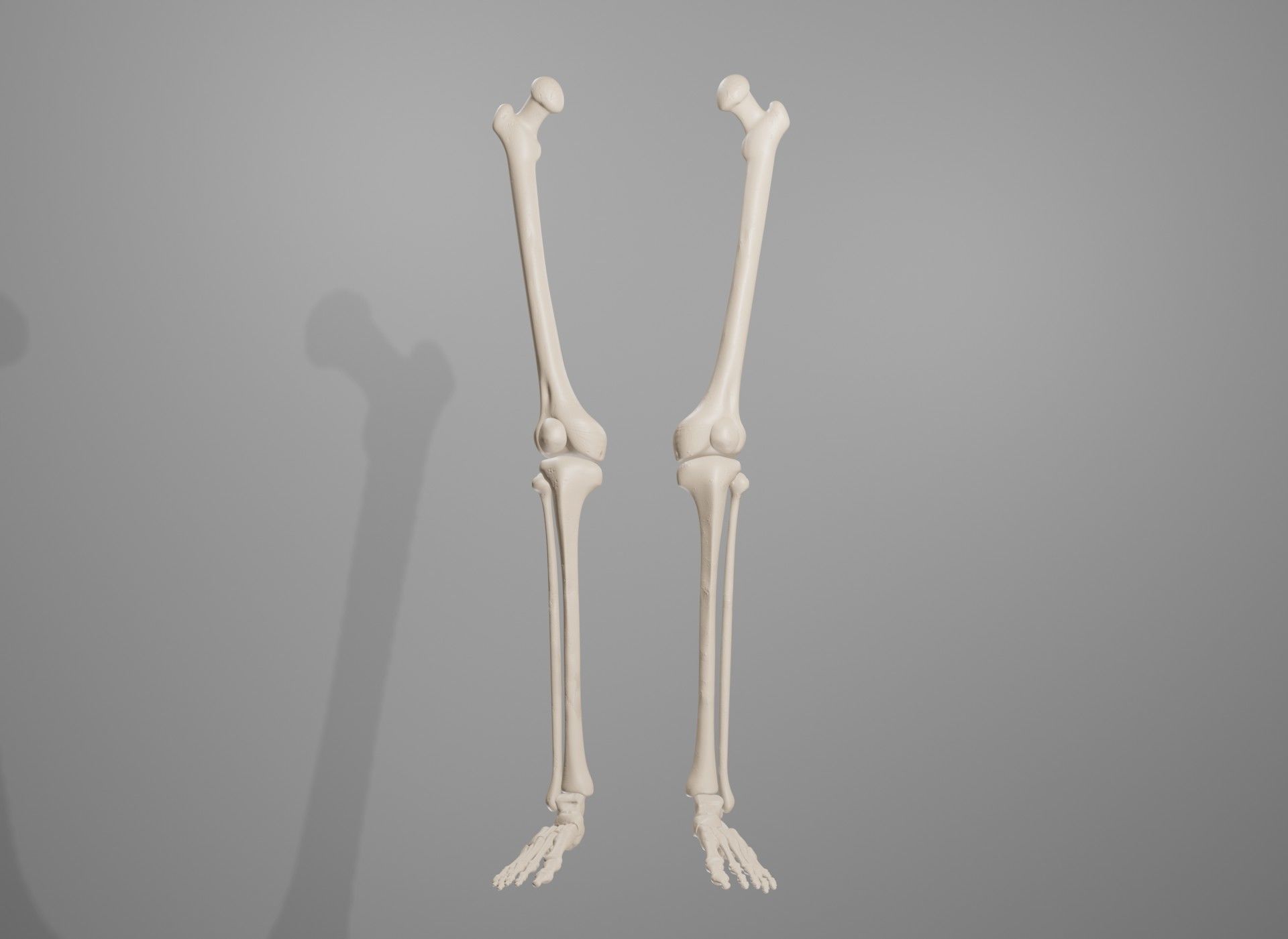 Human Leg Bones 3D model_23