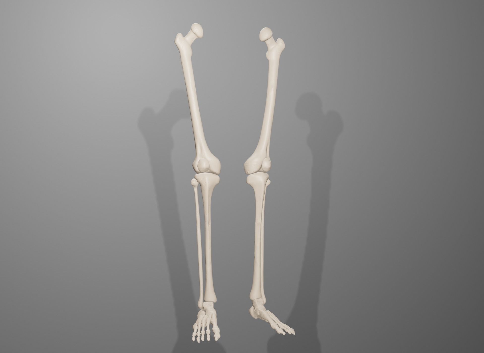 Human Leg Bones 3D model_22