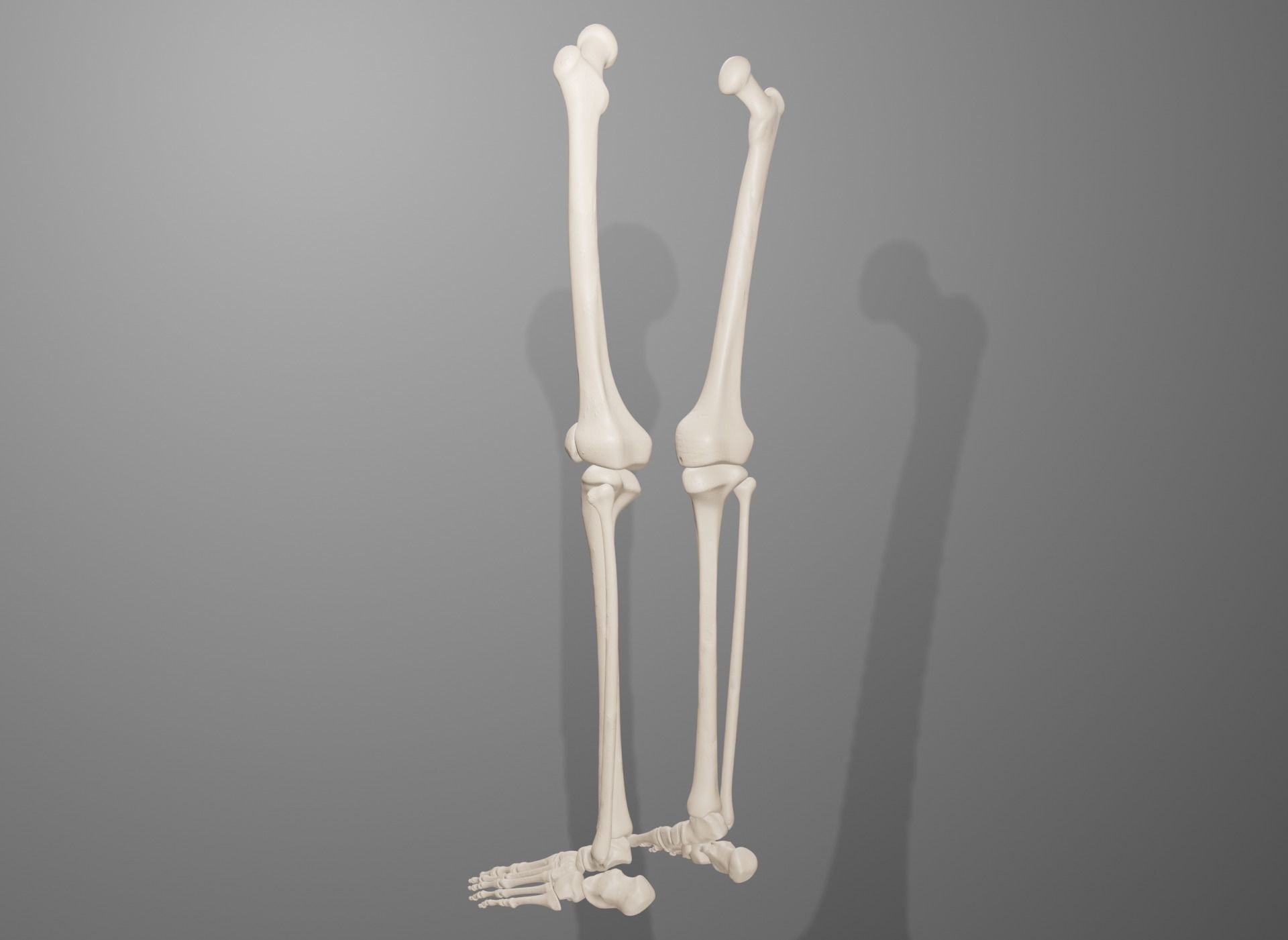 Human Leg Bones 3D model_17