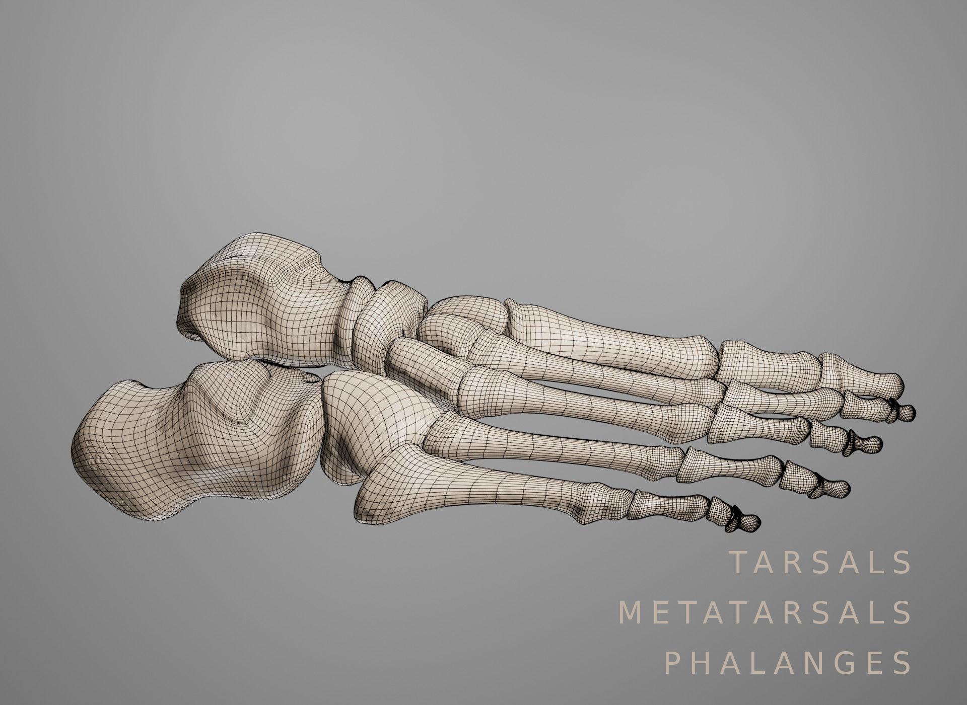 Human Leg Bones 3D model_9