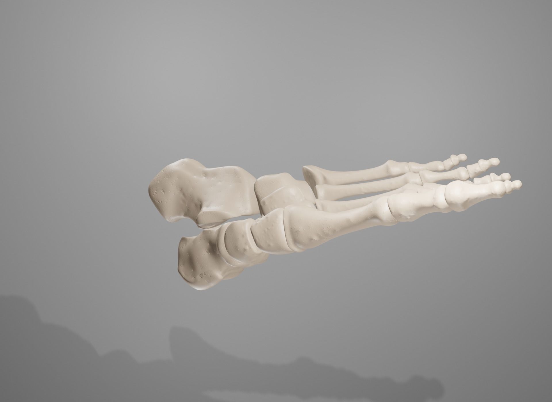 Human Leg Bones 3D model_34