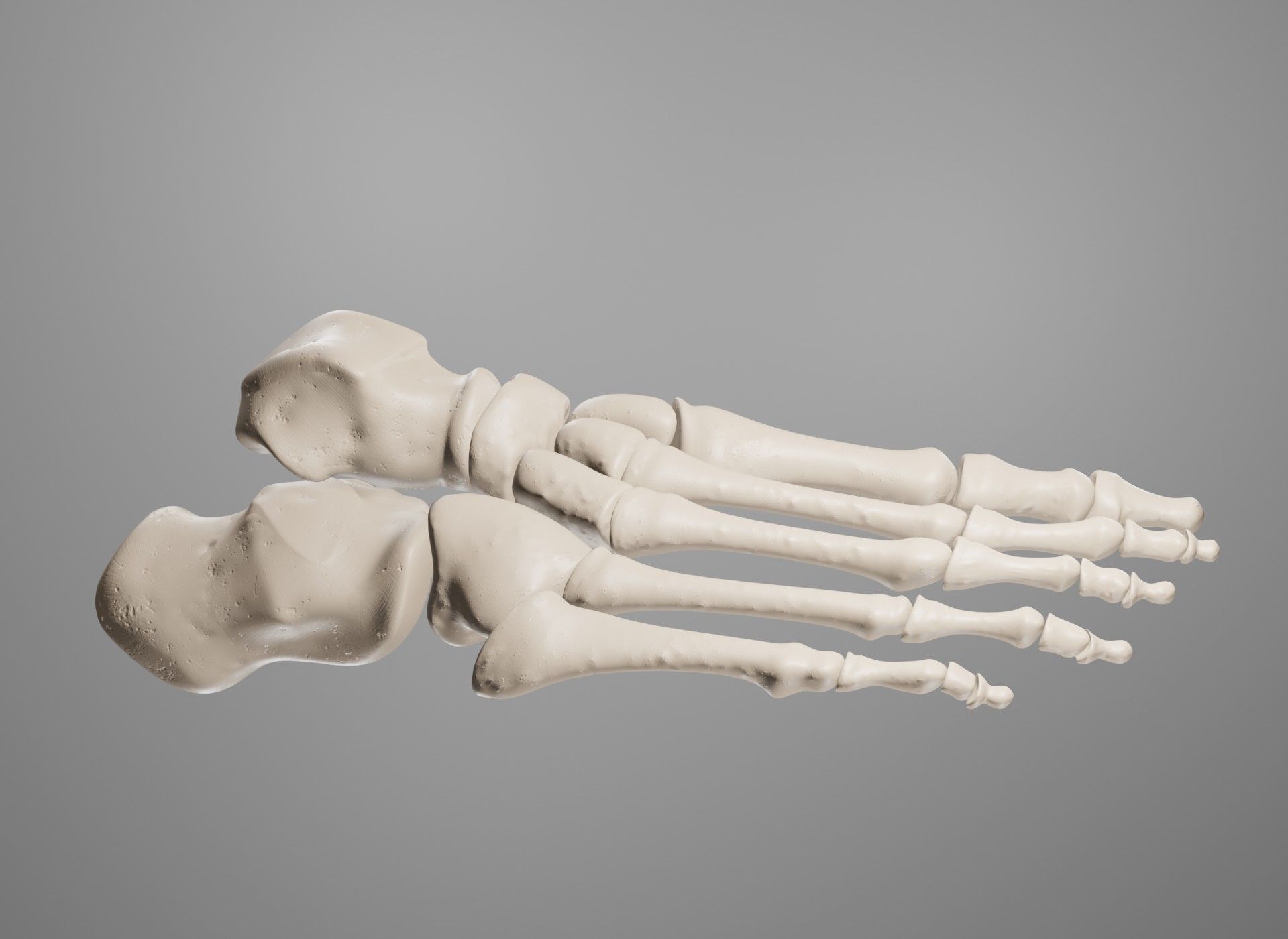 Human Leg Bones 3D model_40