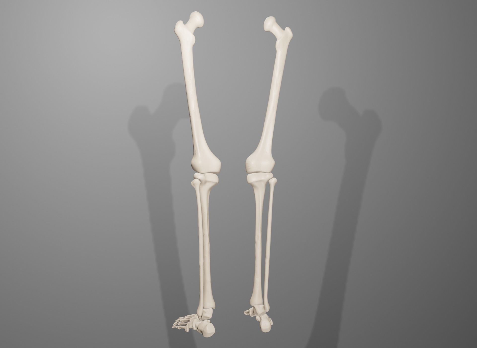 Human Leg Bones 3D model_16