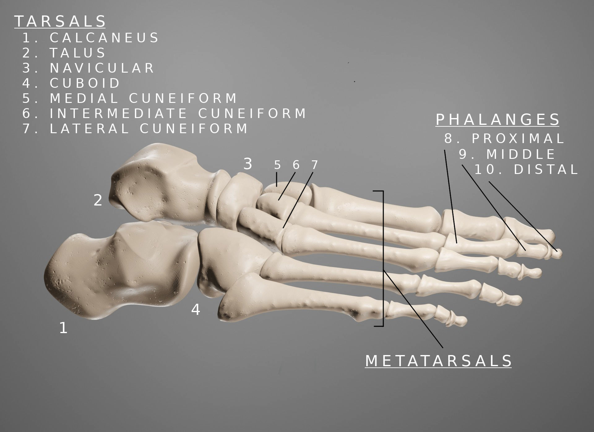 Human Leg Bones 3D model_3