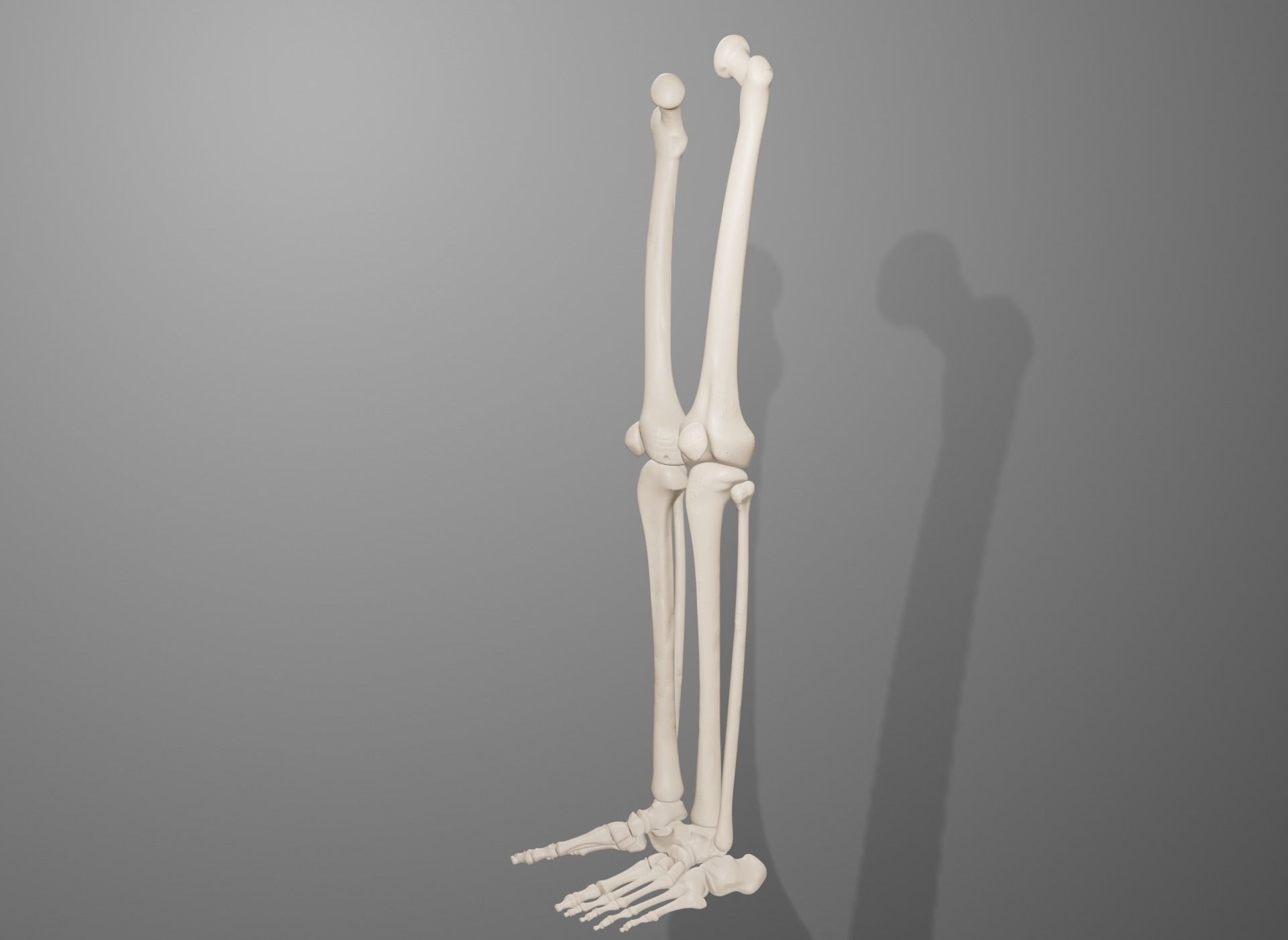 Human Leg Bones 3D model_19