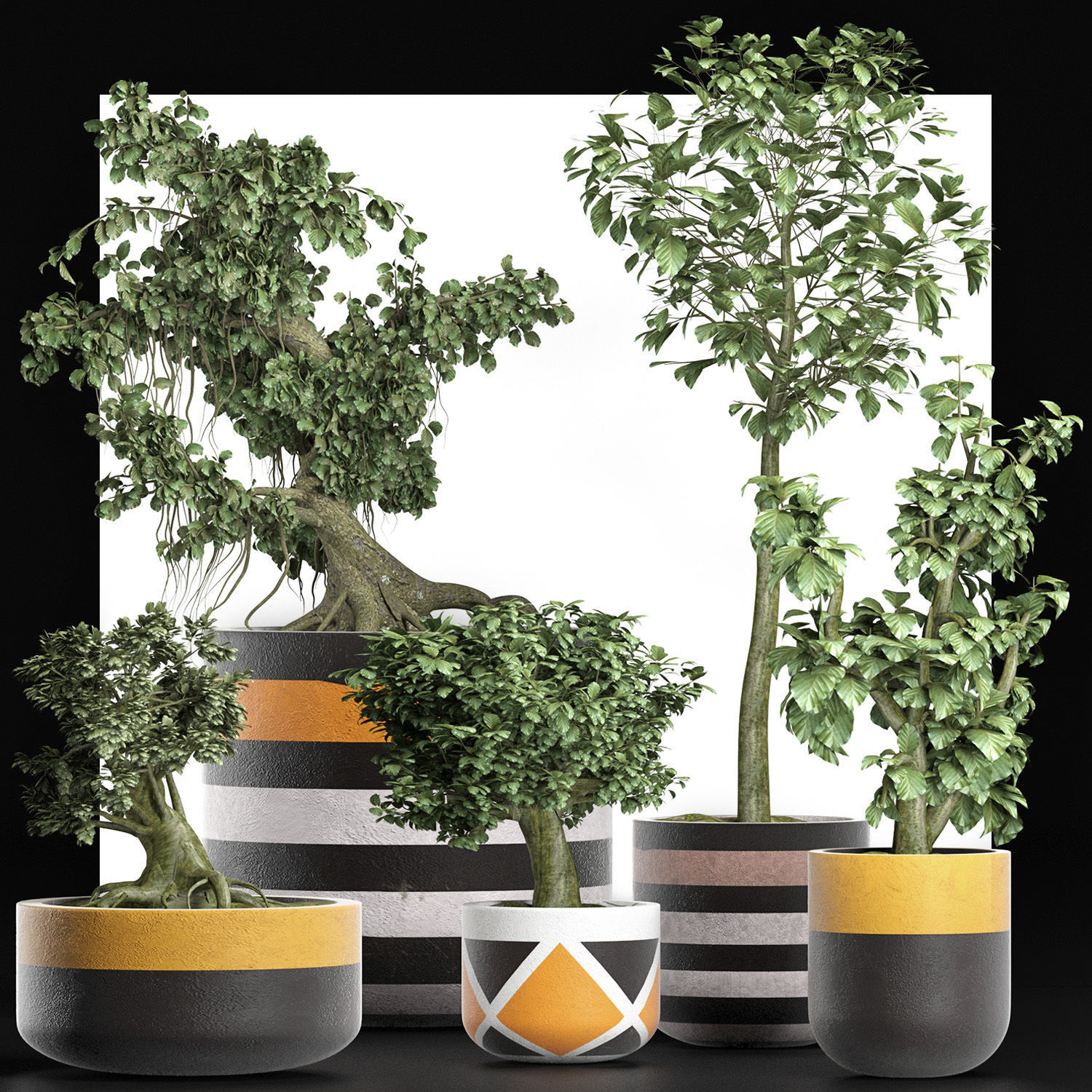 Plants Collection 194 Sageretia Theezans Mini Bonsai 3D model_4