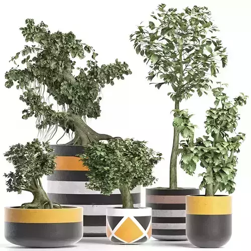 Plants Collection 194 Sageretia Theezans Mini Bonsai 3D model
