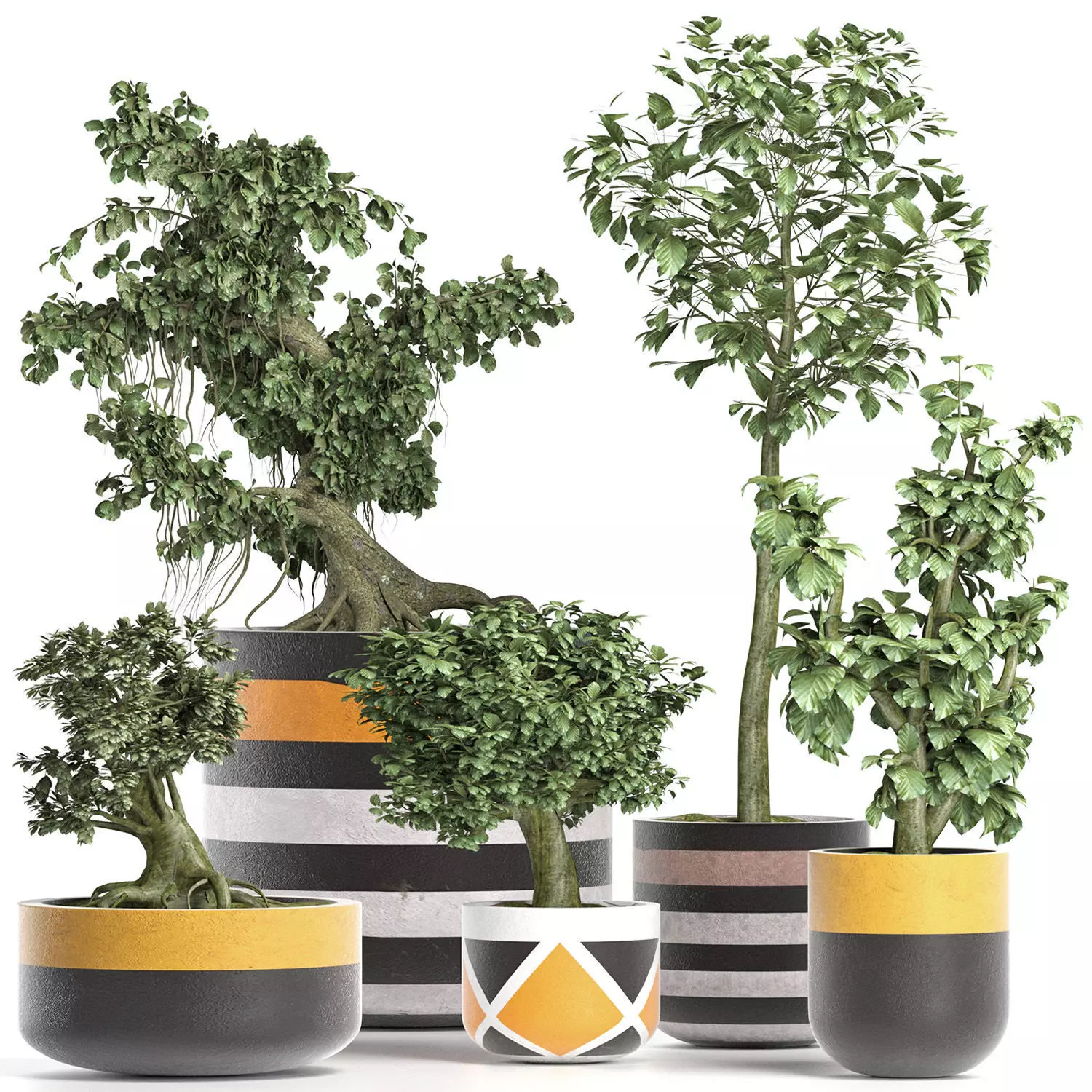 Plants Collection 194 Sageretia Theezans Mini Bonsai 3D model_0