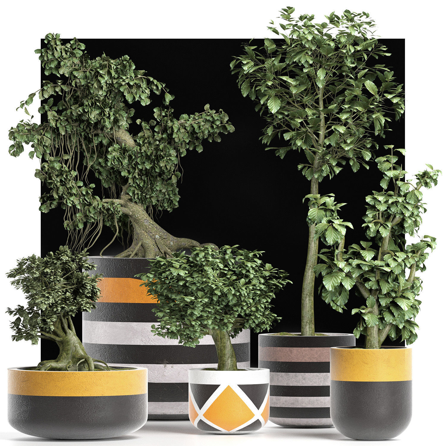 Plants Collection 194 Sageretia Theezans Mini Bonsai 3D model_5