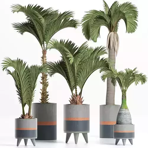 Plants Collection 196 Palms 3D model
