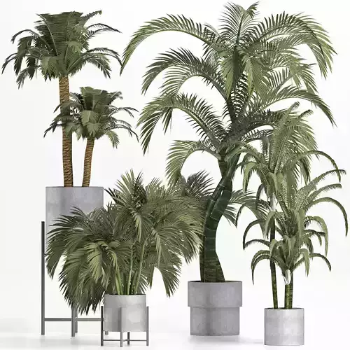 Plants Collection 197 Palms 3D model
