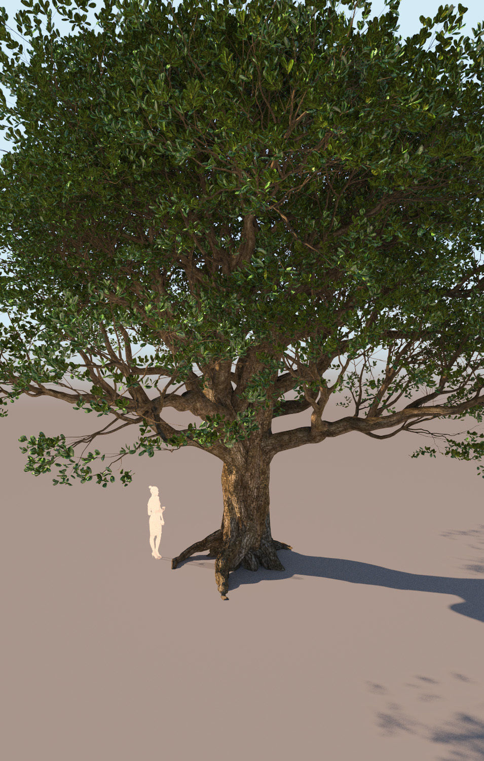 Coast live oak quercus agrifolia mature a 3D model_4