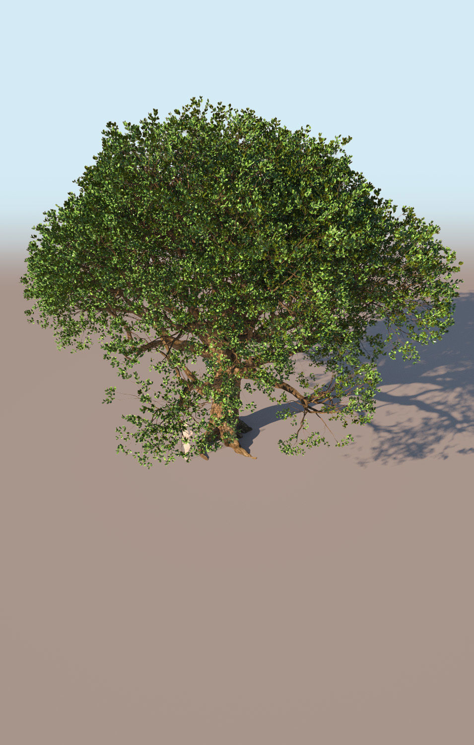 Coast live oak quercus agrifolia mature a 3D model_5