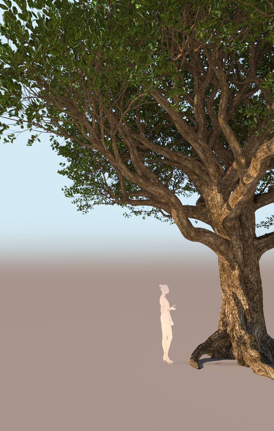 Coast live oak quercus agrifolia mature a 3D model_7