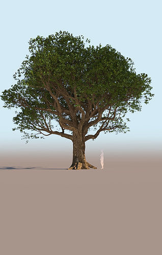 Coast live oak quercus agrifolia mature a 3D model