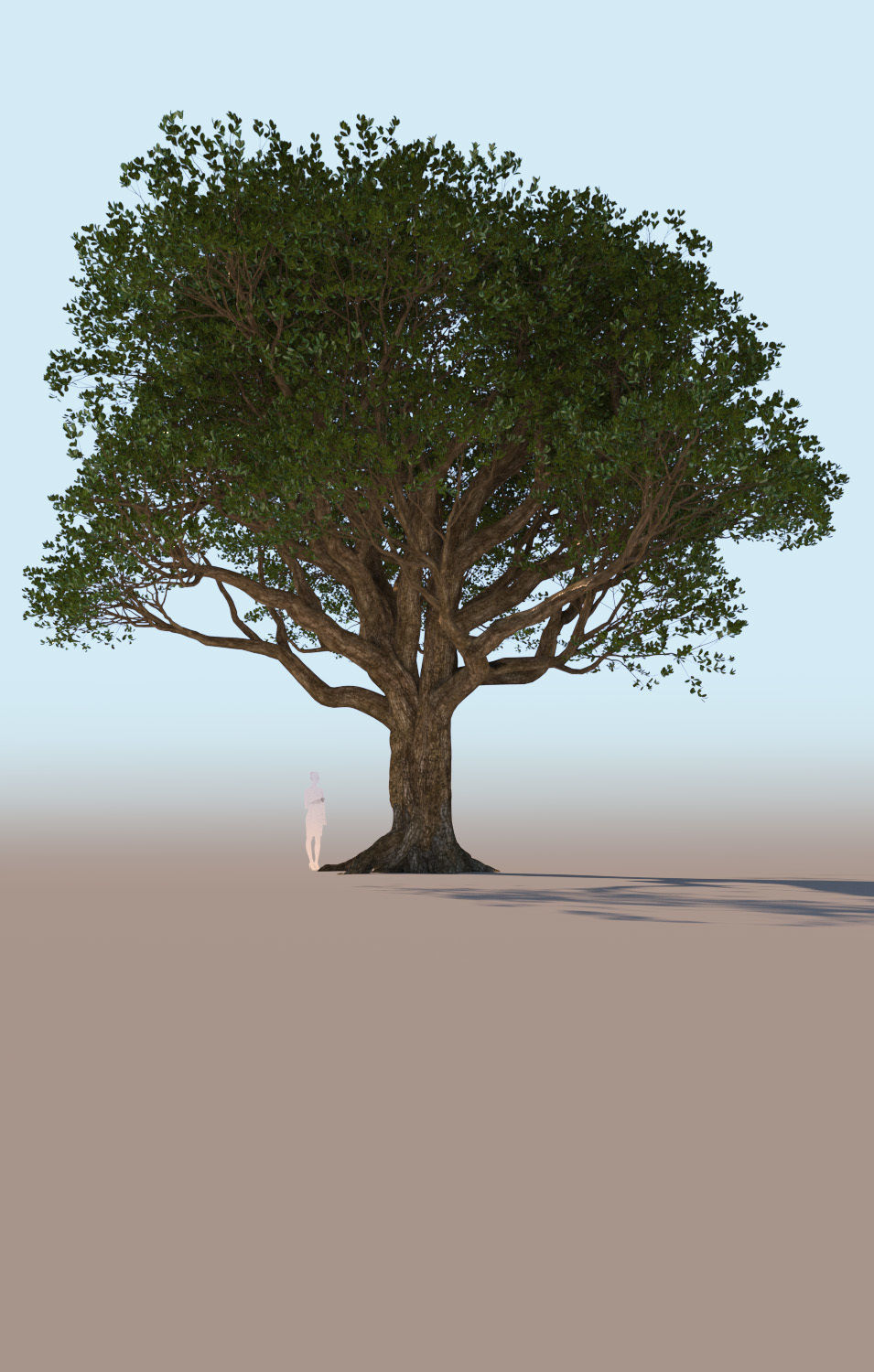 Coast live oak quercus agrifolia mature a 3D model_3