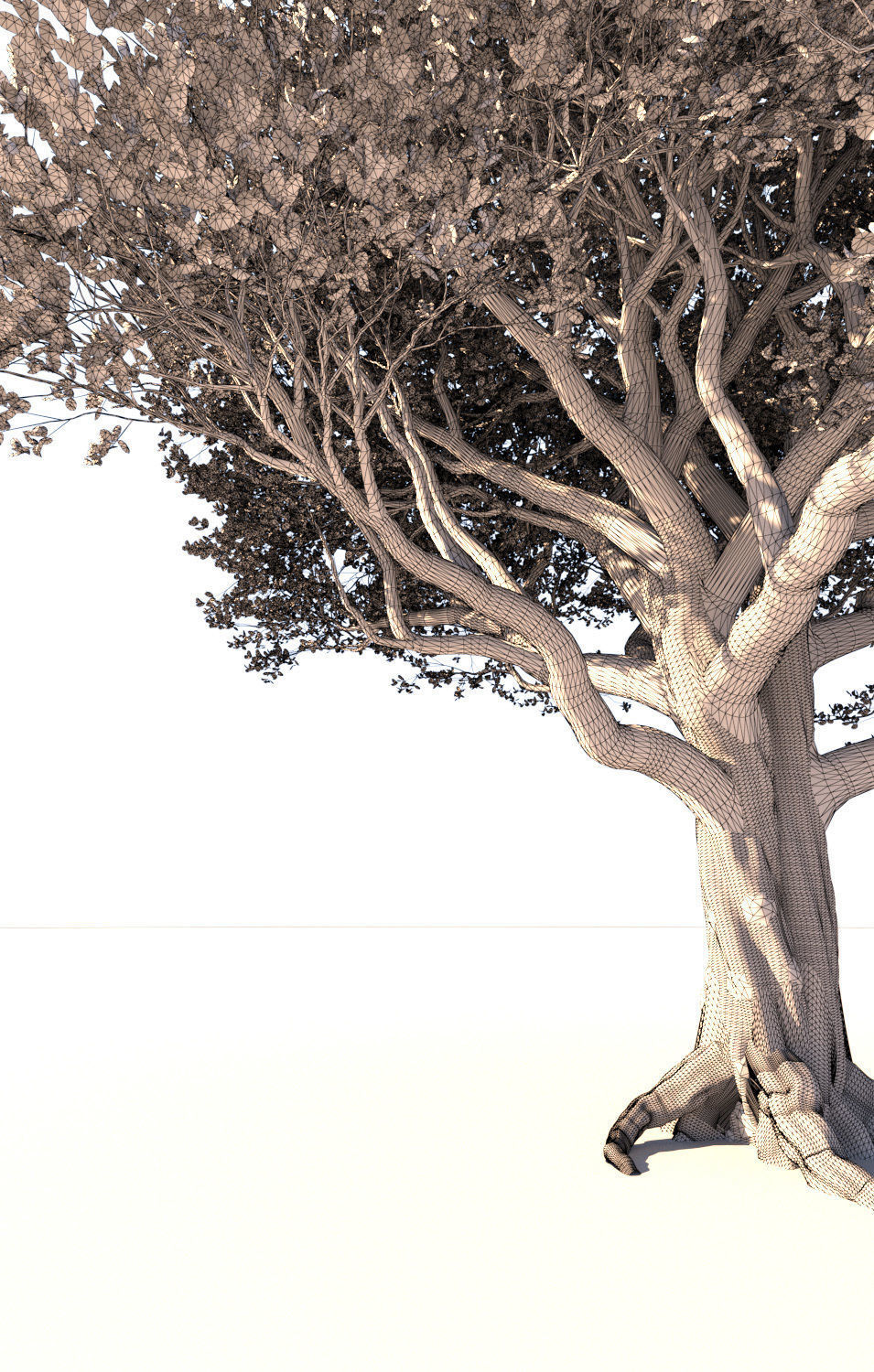 Coast live oak quercus agrifolia mature a 3D model_8