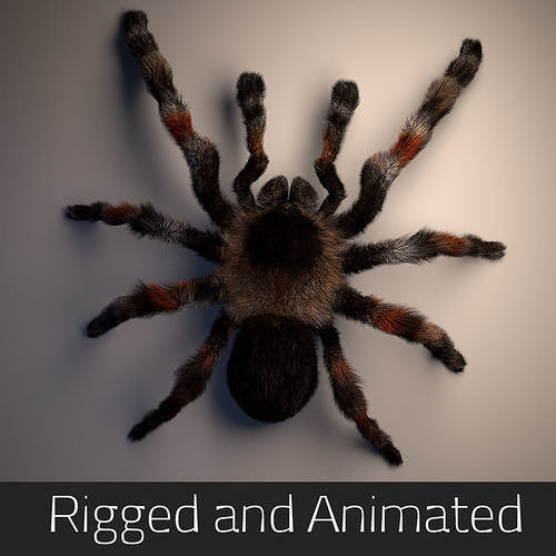 Tarantula groomed rigged and animated in Maya 3D model