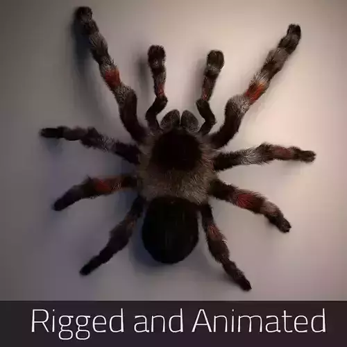 Tarantula groomed rigged and animated in Maya