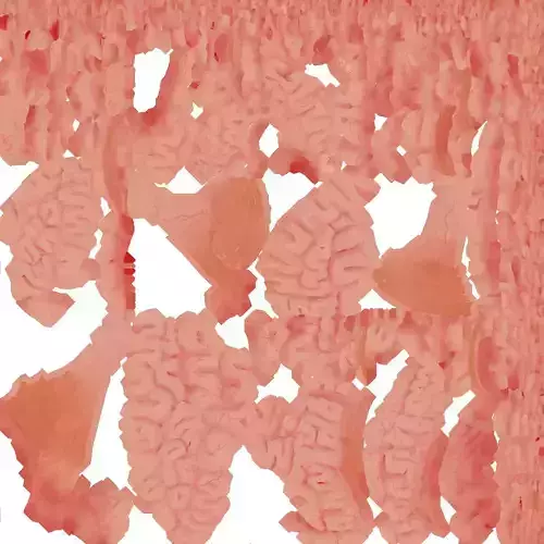 3d Brain Model human Low-poly 3D model