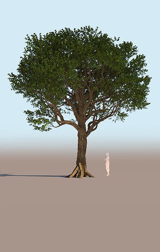 Coast live oak quercus agrifolia mature b 3D model