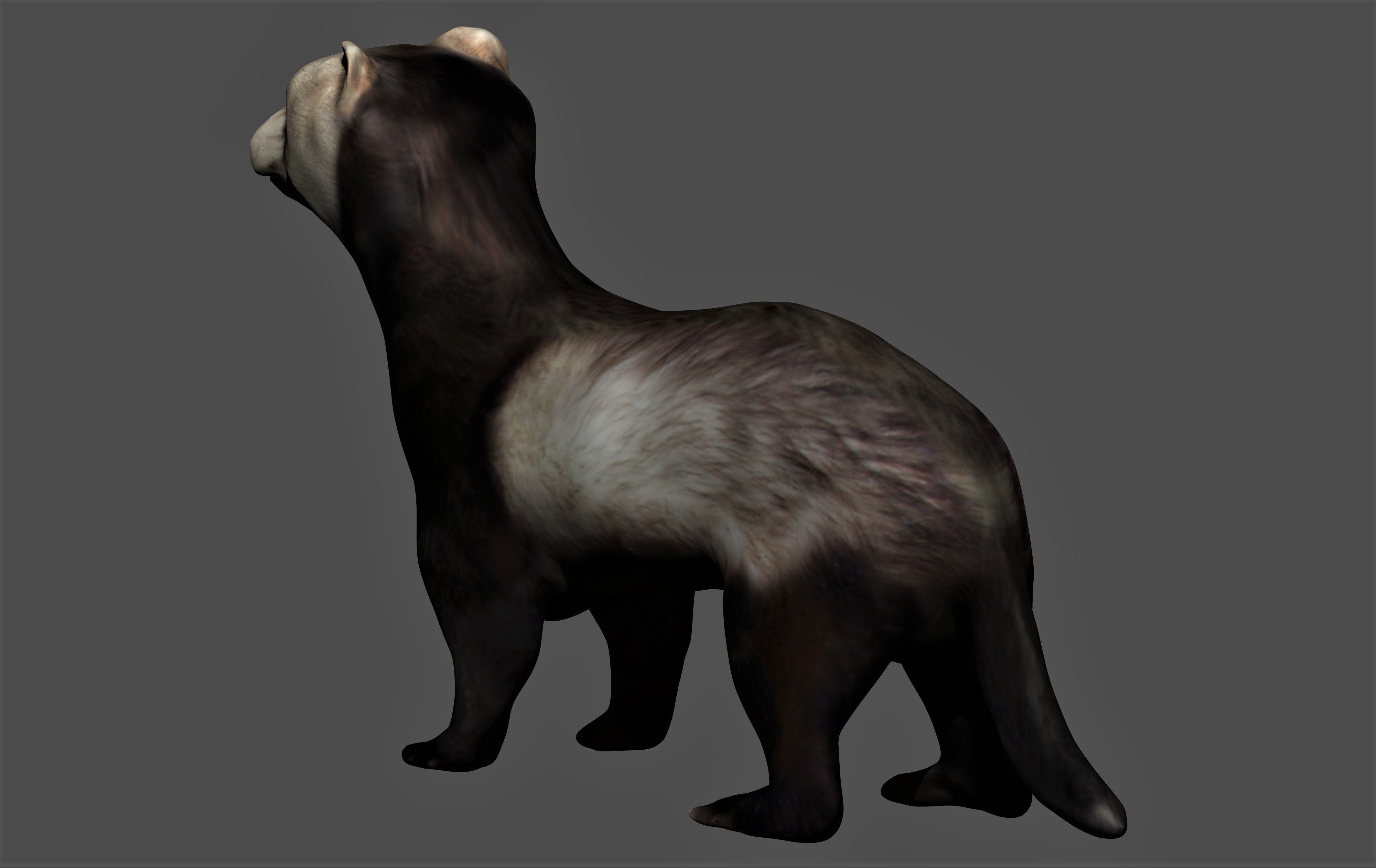 Ferret Mongoose Low-poly 3D model_2