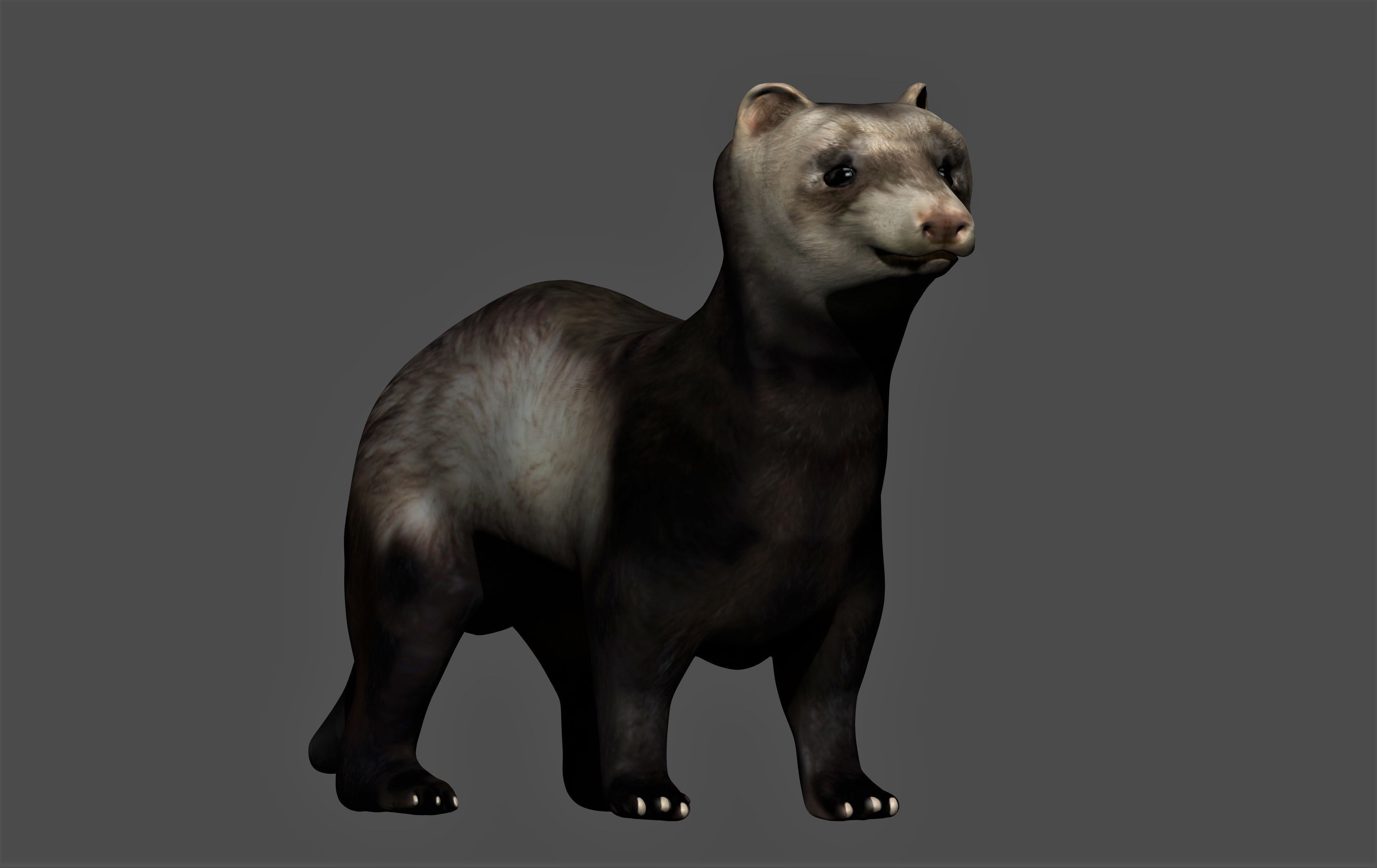 Ferret Mongoose Low-poly 3D model_3