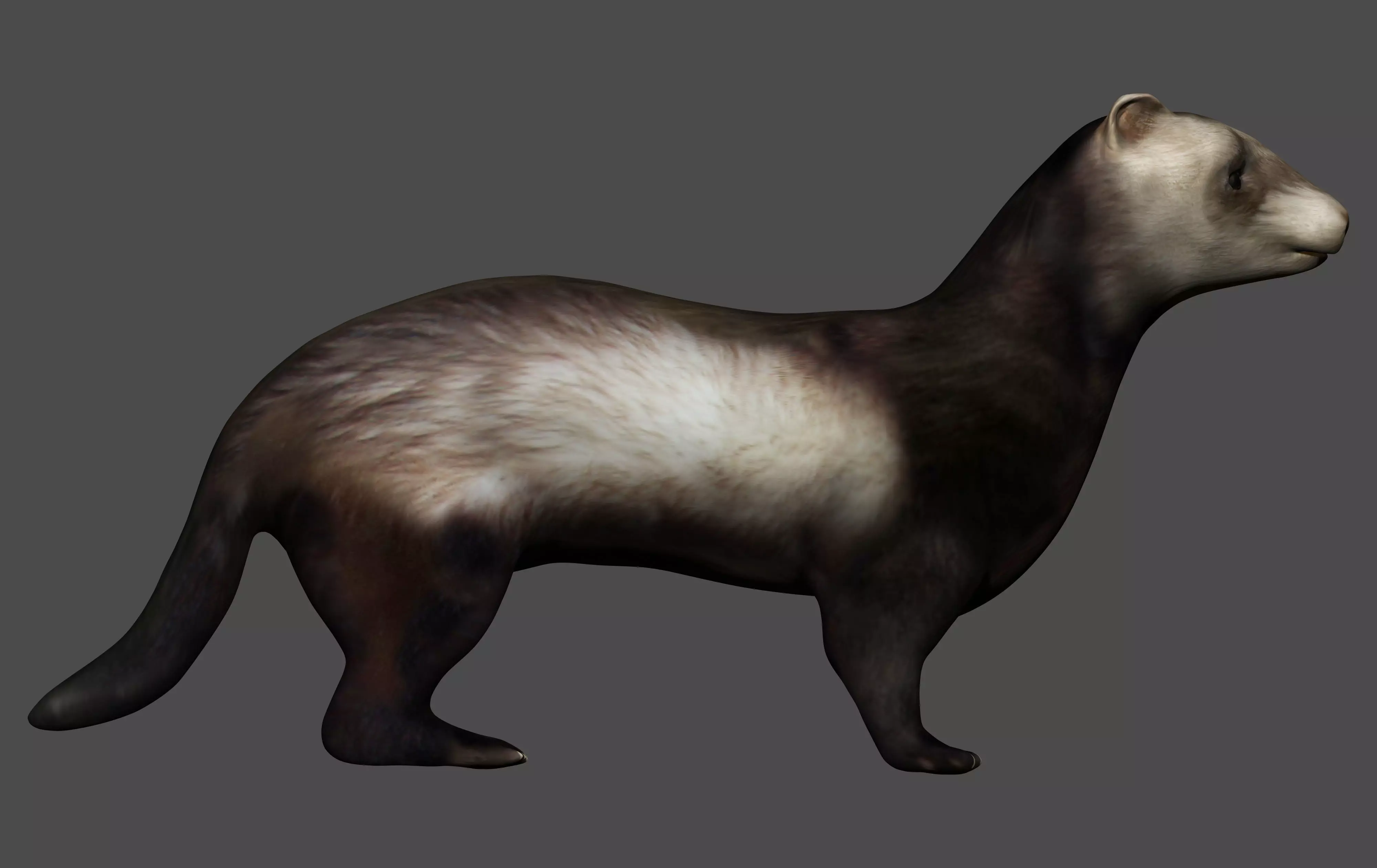 Ferret Mongoose Low-poly 3D model_0