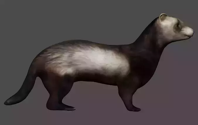 Ferret Mongoose Low-poly 3D model