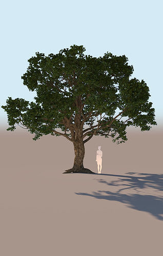 Coast live oak quercus agrifolia b 3D model