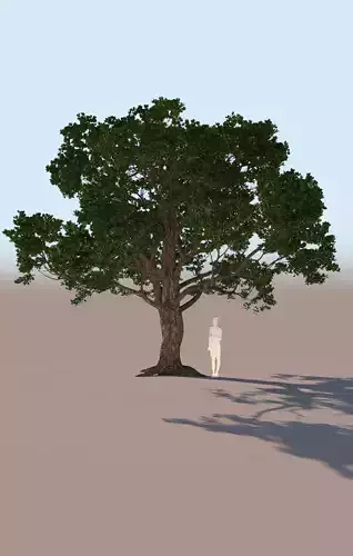 Coast live oak quercus agrifolia b 3D model