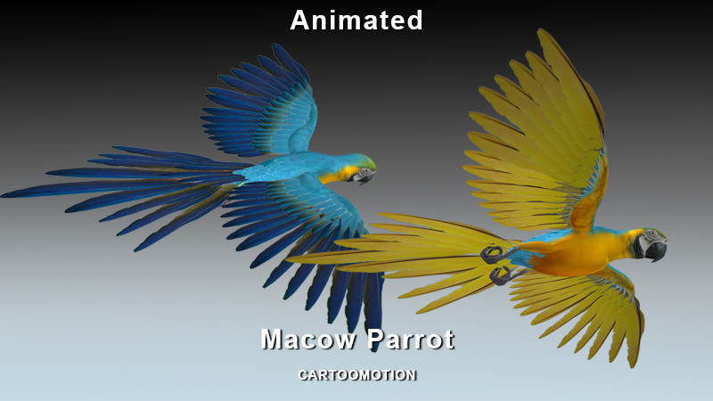 Blue Macaw Parrot Low-poly 3D model_5