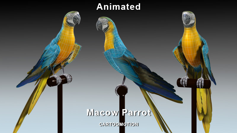 Blue Macaw Parrot Low-poly 3D model_1