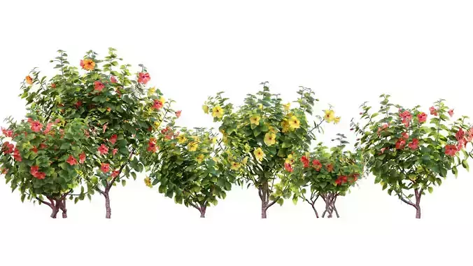Chinese hibiscus - Hibiscus rosa-sinensis - 01 3D model