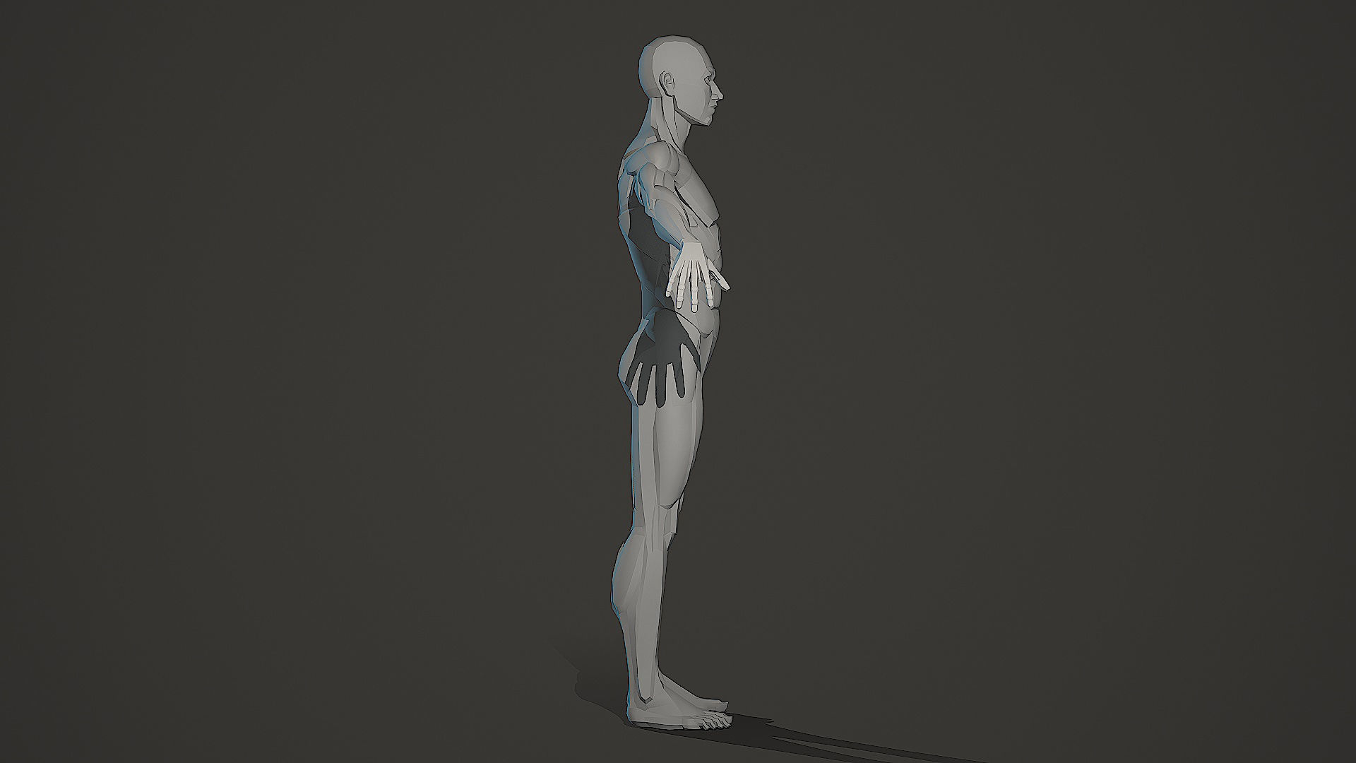 Character - Male Planar Anatomy Body Base Low-poly 3D model_4