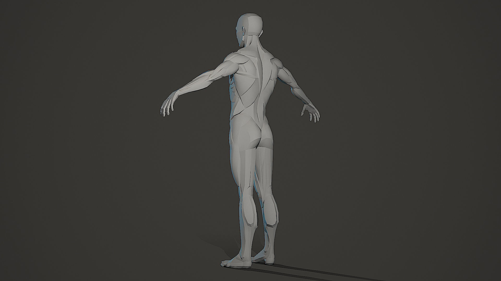 Character - Male Planar Anatomy Body Base Low-poly 3D model_7