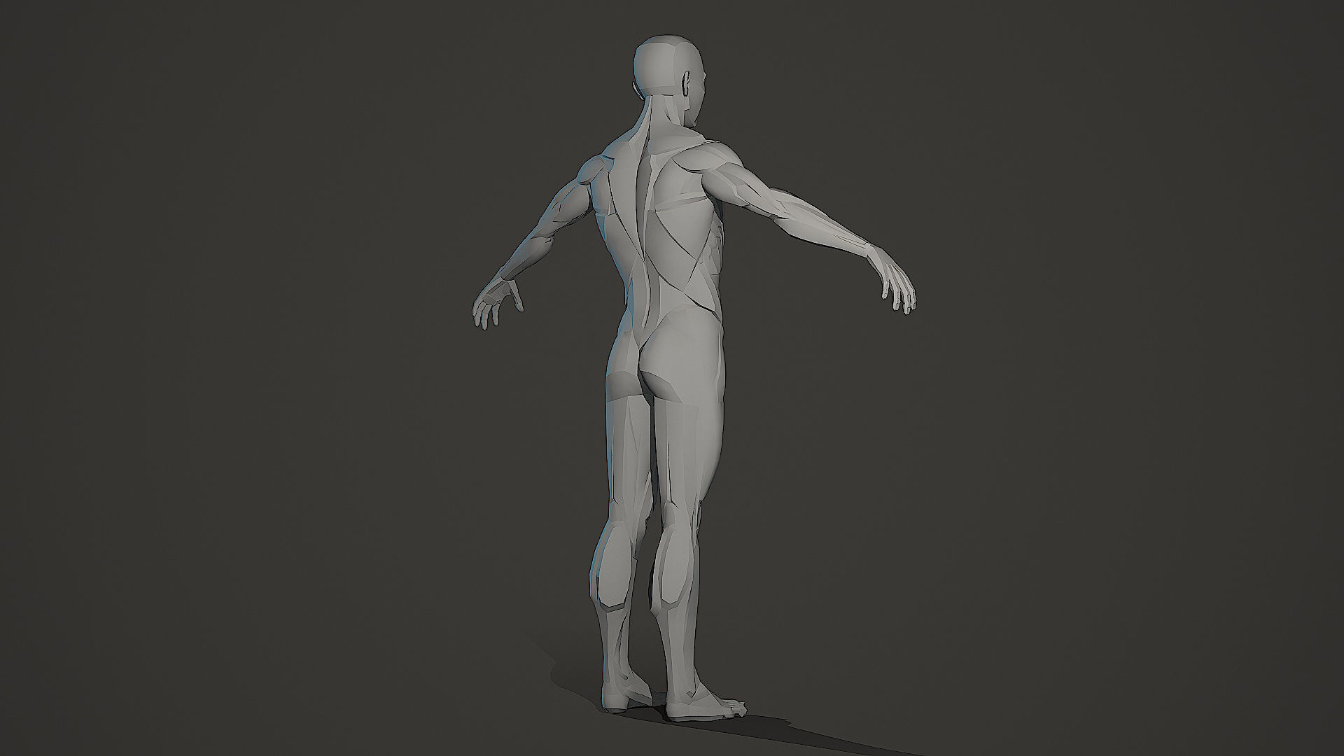 Character - Male Planar Anatomy Body Base Low-poly 3D model_5
