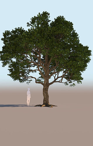 Coast live oak quercus agrifolia a 3D model