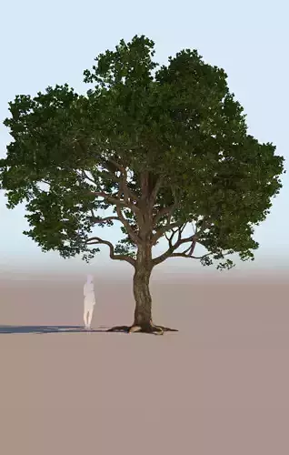 Coast live oak quercus agrifolia a 3D model