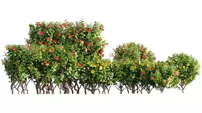 Chinese hibiscus - Hibiscus rosa-sinensis - 02